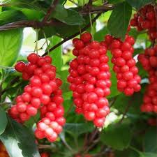 Attēlu rezultāti vaicājumam “Schisandra chinensis”