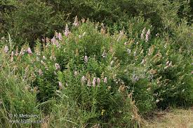 Attēlu rezultāti vaicājumam “Spiraea salicifolia”