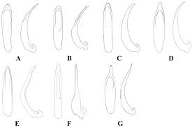 Attēlu rezultāti vaicājumam “Galerucella nymphaeae pupa”