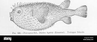 Image result for Diodon hystrix