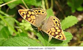 Attēlu rezultāti vaicājumam “Lasiommata megera”