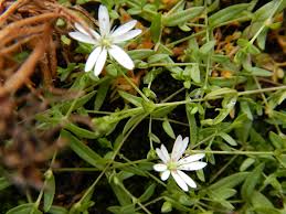 Attēlu rezultāti vaicājumam “Stellaria crassifolia leaf”