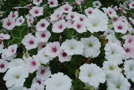 Image result for Petunia hybrida