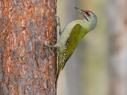 Attēlu rezultāti vaicājumam “Picus canus female”