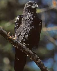 Attēlu rezultāti vaicājumam “Corvus corax adult”