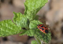 Attēlu rezultāti vaicājumam “Eurydema dominulus”