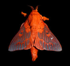 Attēlu rezultāti vaicājumam “Lasiocampidae”