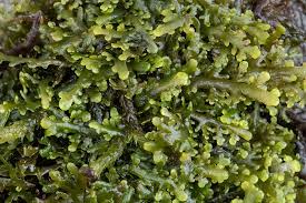 Attēlu rezultāti vaicājumam “Riccardia multifida”