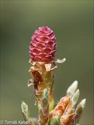 Attēlu rezultāti vaicājumam “Pinus sylvestris female flower”