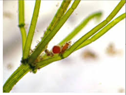 Attēlu rezultāti vaicājumam “Chara contraria”