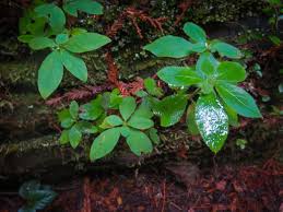 Attēlu rezultāti vaicājumam “Menziesia ferruginea”