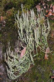 Attēlu rezultāti vaicājumam “Cladonia cornuta”