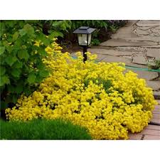 Attēlu rezultāti vaicājumam “Alyssum gmelinii”