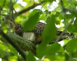Attēlu rezultāti vaicājumam “Cuculus canorus juvenile”