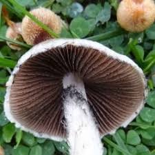 Attēlu rezultāti vaicājumam “Psathyrella lacrymabunda”