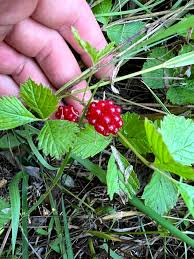 Attēlu rezultāti vaicājumam “Rubus arcticus”