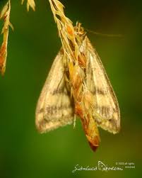 Attēlu rezultāti vaicājumam “Sitochroa verticalis”