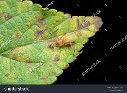 Attēlu rezultāti vaicājumam “Miturgidae”