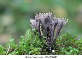 Attēlu rezultāti vaicājumam “Thelephora palmata”