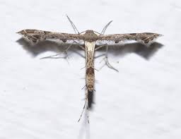 Attēlu rezultāti vaicājumam “Platyptilia gonodactyla”