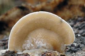 Attēlu rezultāti vaicājumam “Bjerkandera adusta”