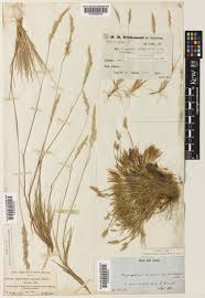 Attēlu rezultāti vaicājumam “Corynephorus canescens leaf”