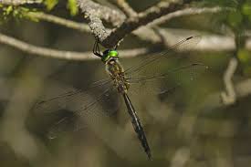 Attēlu rezultāti vaicājumam “Somatochlora flavomaculata”