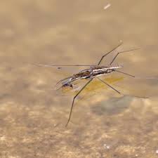 Attēlu rezultāti vaicājumam “Aquarius najas”