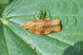 Attēlu rezultāti vaicājumam “Pandemis cerasana”