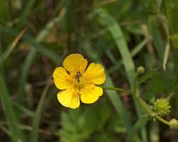 Attēlu rezultāti vaicājumam “Ranunculus acris flower”