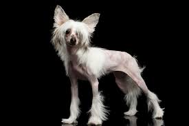 Image result for Co de Crista Chins