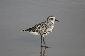 Attēlu rezultāti vaicājumam “Pluvialis squatarola adult”