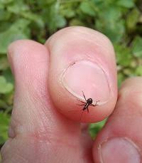 Attēlu rezultāti vaicājumam “Himacerus apterus”