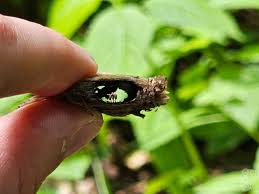 Attēlu rezultāti vaicājumam “Craterium sp.”