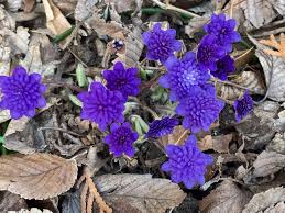 Attēlu rezultāti vaicājumam “Hepatica nobilis flower”