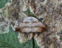 Attēlu rezultāti vaicājumam “Laspeyria flexula”