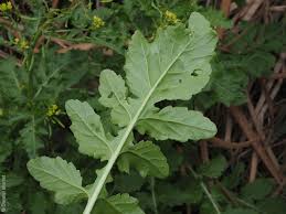 Attēlu rezultāti vaicājumam “Rorippa palustris leaf”