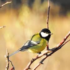 Attēlu rezultāti vaicājumam “Parus major male”