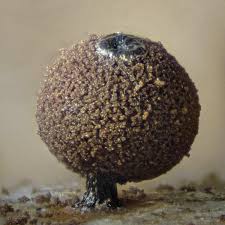 Attēlu rezultāti vaicājumam “Enerthenema papillatum”