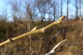 Attēlu rezultāti vaicājumam “Betula pubescens”