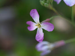Attēlu rezultāti vaicājumam “Raphanus sativus flower”
