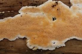 Attēlu rezultāti vaicājumam “Steccherinum ochraceum”