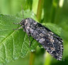 Attēlu rezultāti vaicājumam “Eurois occulta”