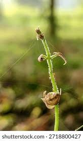 Attēlu rezultāti vaicājumam “Ranunculus flammula leaf”