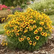 Image result for Coreopsis