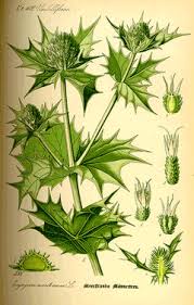 Attēlu rezultāti vaicājumam “Eryngium maritimum leaf”
