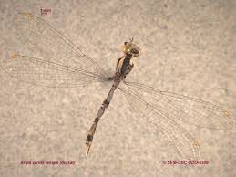 Attēlu rezultāti vaicājumam “Coenagrion armatum female”