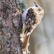 Attēlu rezultāti vaicājumam “Certhia familiaris adult”