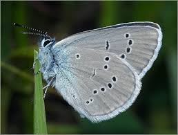 Attēlu rezultāti vaicājumam “Cyaniris semiargus underside”