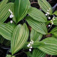 Attēlu rezultāti vaicājumam “Convallaria majalis leaf”